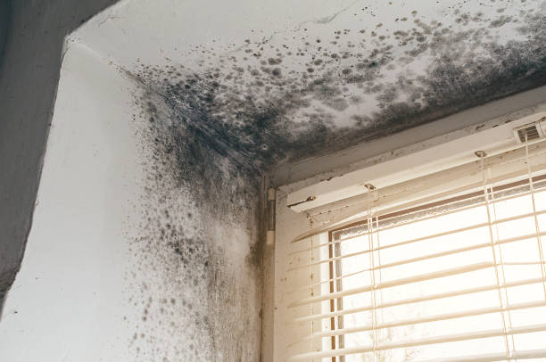 Affordable Mold Removal solutions in Upperco, MD